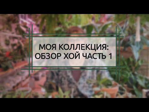 Видео: МОЯ КОЛЛЕКЦИЯ РАСТЕНИЙ. ХОЙЯ. ОБЗОР ЧАСТЬ 1