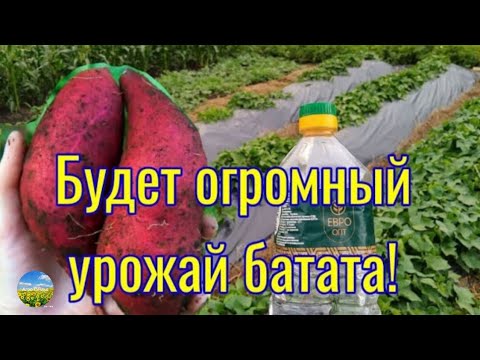 Видео: Чем подкормить батат для отличного формирования клубней?