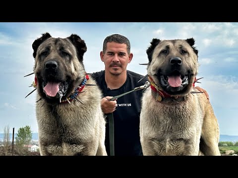 Видео: ЛЕГЕНДА 2 ОВЧАРКИ, ЗАЩИЩАЮЩИЕ 1500 ОВЕЦ