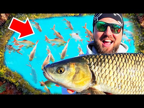 Видео: 100 000 РИБИ в КАПАН! Пресъхващо езеро с кефал и щука!