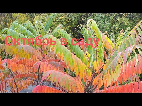 Видео: Октябрь 🍂 прогулка,планы и новые растения для сада🌹🌿🌲1-12 октября # сад #garden #цветы #flowers 