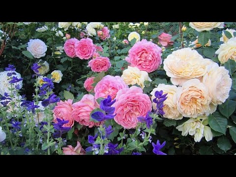 Видео: РОЗЫ ДЕВИДА ОСТИНА. ОБЗОР КРАСИВЫХ СОРТОВ. David Austin's Roses. Rose Garden.