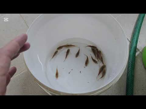 Видео: Разведение Коридорасов 100% результат!