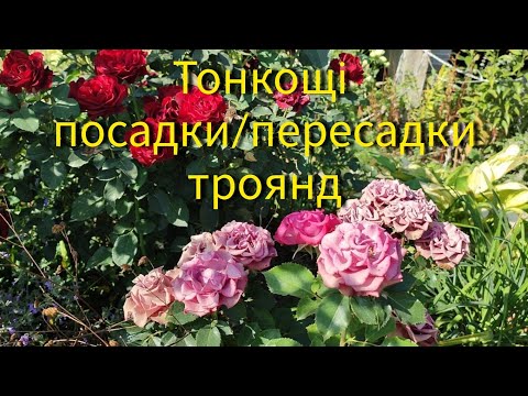 Видео: Ч.1 Тонкощі посадки/пересадки троянд