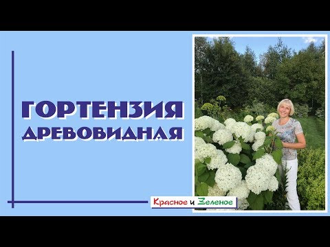 Видео: Гортензия древовидная. Как вырастить красавицу в саду