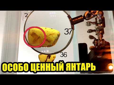 Видео: Серия №16 🔥РАДИ ЭТОГО ПОЛЕТЕЛ В ПОЛЬШУ. МУЗЕЙ ЯНТАРЯ ГДАНЬСК. Цены на янтарь. Какой янтарь дорогой?