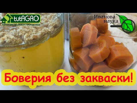 Видео: БОВЕРИЯ ВЫРОСЛА ШИКАРНАЯ! Что с ней делать? Боверия без закваски. Вот где взять Боверию бесплатно.