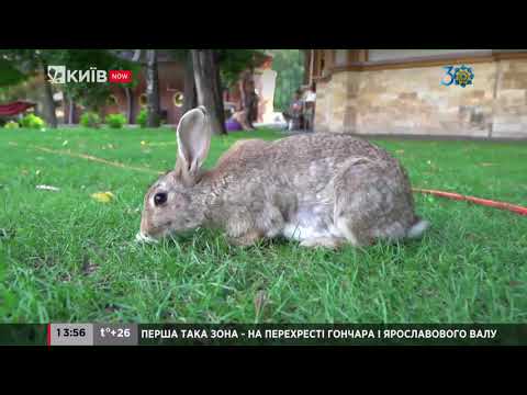 Видео: Таємниці та розкіш Межигір'я: екскурсія резиденцією #KyivTour