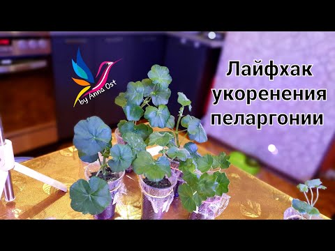 Видео: Лайфхак укоренения пеларгонии плющелистной.