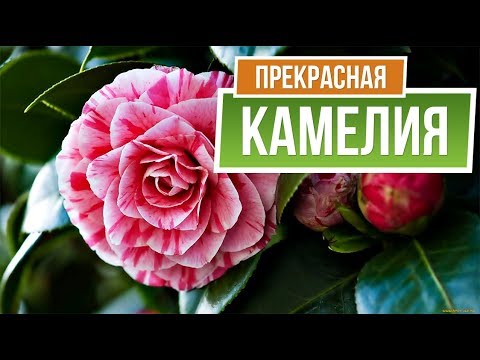 Видео: Опадают бутоны Камелии  ✖️ Проблемы с Цветущей Камелией ✔️ garden zoo