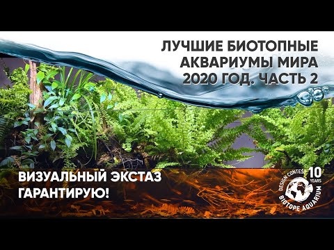 Видео: Лучшие биотопные аквариумы мира 2020 года. Часть 2 #BADC2020