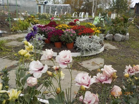 Видео: ЭУСТОМА. Советы по выращиванию.