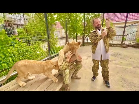 Видео: Олег Зубков и доктор Василий БЕРУТ КРОВЬ на анализы у львенка Миранды, чтобы разобраться ЧТО С НЕЙ?