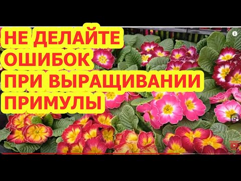 Видео: НЕ ДЕЛАЙТЕ ОШИБОК ПРИ ВЫРАЩИВАНИИ ПРИМУЛЫ!