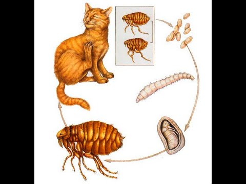 Видео: Блохи у котов и собак чем вывести как избавиться от этих паразитов