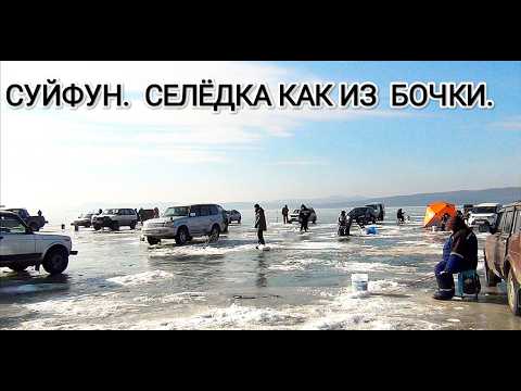 Видео: Раздача селедки на реке Суйфун. Зимняя рыбалка на блесна.