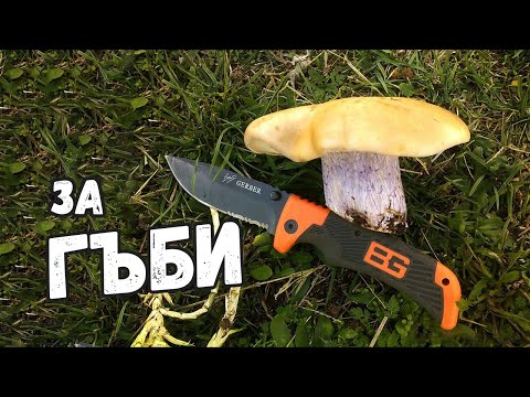 Видео: За гъби