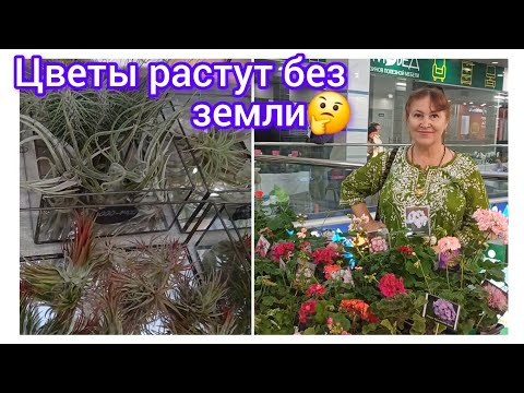 Видео: 87.Удивительная выставка продажа комнатных цветов💐🤩 