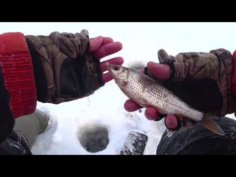 Видео: Зимняя Донная Удочка в Глухозимье. Ловля Плотвы на Удочку, Донку! Зимняя рыбалка на плотву!