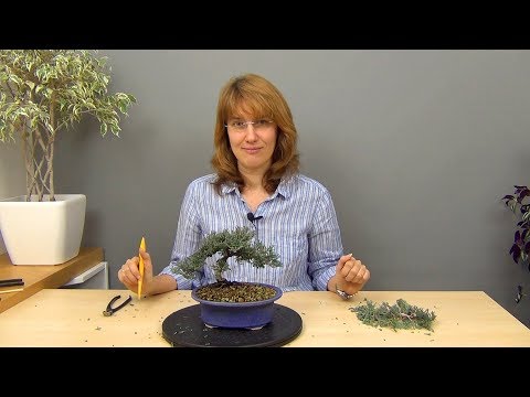 Видео: Бонсай из можжевельника (ч.3).