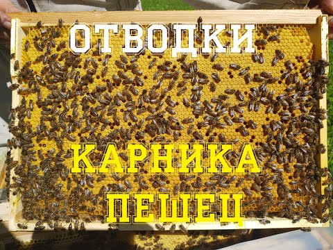 Видео: Развитие отводков. Карника пешец