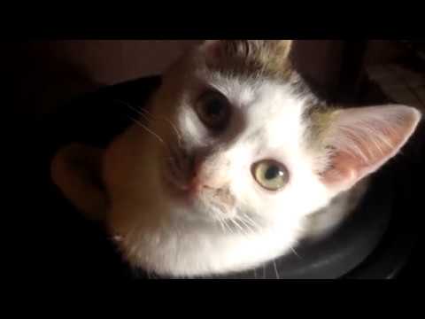 Видео: Самодельные подводящие провода динамика