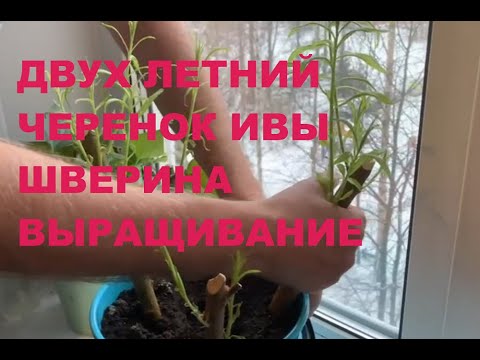 Видео: ПАВИВА: Двух летний черенок ивы шверина, посадка черенка в горшок за месяц,  покупка черенок ивы ,