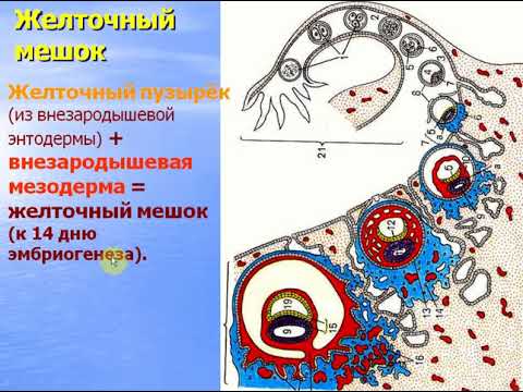 Видео: Эмбриология человека - 2 (Провизорные органы). Видео лекция С.М.Зиматкин (30)