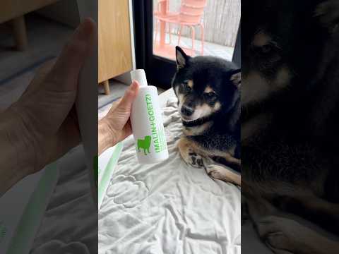 Видео: НОВИНКА: Шампунь для собак Malin+Goetz!