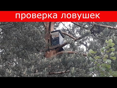 Видео: Проверка ловушек и пересадка роя!