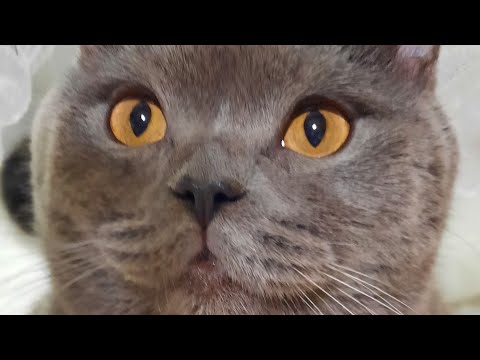 Видео: 😻 Усатый-Радар и Секреты охоты! NELLUX LIFE Мурчащий ASMR TOM в прямом эфире! #recommended #cat #fun