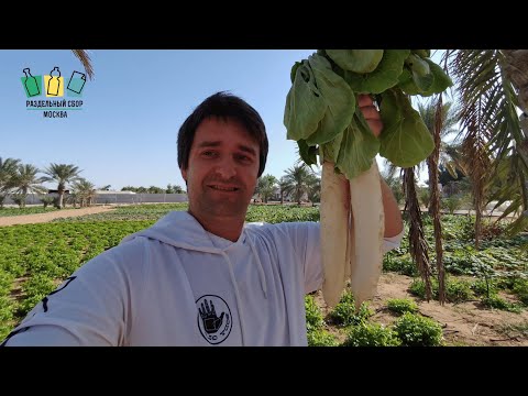 Видео: Вермикомпостирование: домашнее развлечение или способ промышленной переработки органических отходов?