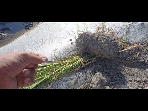 Видео: Тарвуз экиш сирлари  2024.05.02.