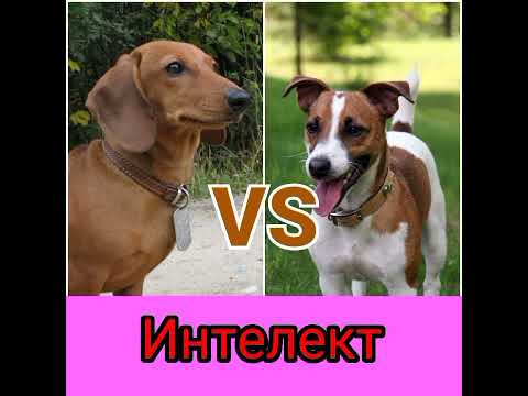Видео: Такса против джек-рассела: кто победит? Animals VS