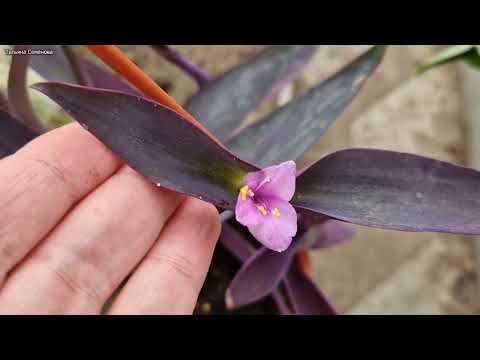 Видео: Помидоры в теплице приживаются. Традесканции и крестовники. Зацвела сеткреазия пурпурная.