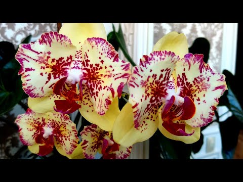 Видео: ЗАЦВЕЛИ МОИ БАБОЧКИ ОРХИДЕИ! ПЕРВОЕ ЦВЕТЕНИЕ АЗИАТСКИХ БАБОЧЕК.1 часть