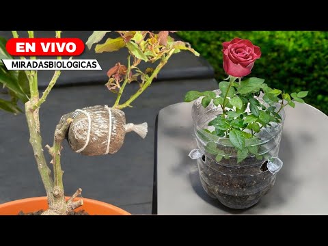 Видео: 🌹Отводки у роз, Пересадка, Субстрат.