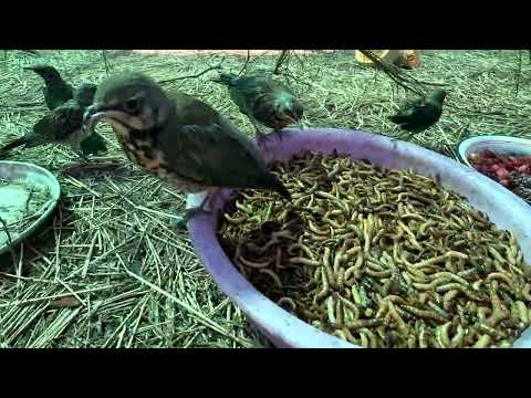 Видео: Дрозд - птица гордая, даже если пнешь - летит вниз