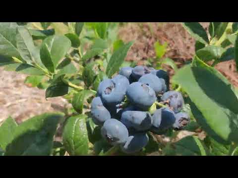 Видео: Голубика на грядах. Контроль эксперимента через 8 месяцев.