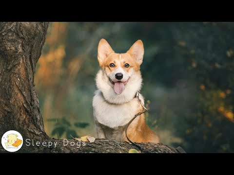 Видео: 12 часов успокаивающего снятия стресса для собак: лекарство от разлуки, музыка для глубокого сна ...