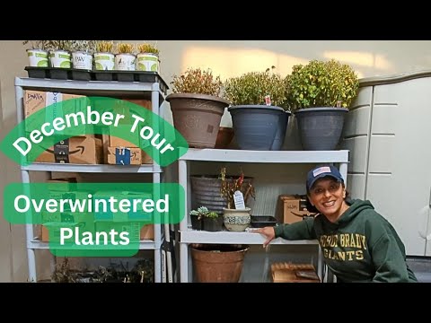 Видео: Зимующие растения и луковицы в моём гараже | Подготовка растений к зиме