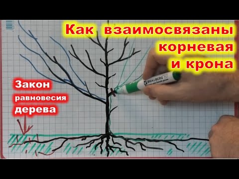 Видео: Взаимосвязь КОРНЕВОЙ и КРОНЫ плодового ДЕРЕВА