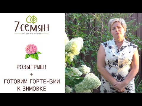 Видео: УХОД ЗА ГОРТЕНЗИЕЙ ОСЕНЬЮ, ГОТОВИМСЯ К ЗИМОВКЕ!