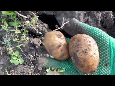 Видео: Спилили дерево | «Ольвию Рекорд» выкопали