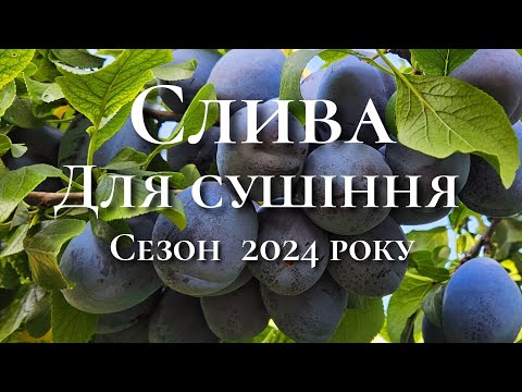 Видео: Слива для сушки та переробки.Сорт сливи Чачакська найкраща.