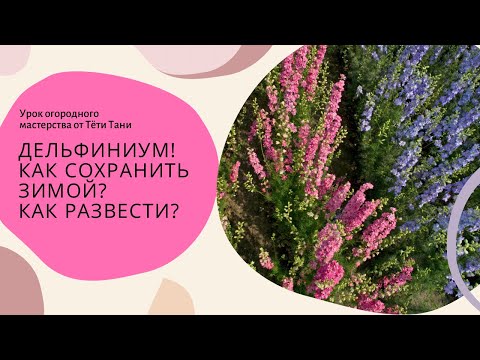 Видео: ДЕЛЬФИНИУМЫ. Как сохранить зимой? Как развести?