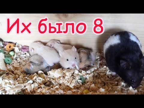 Видео: Пропал маленький хомячок