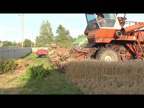 Видео: НИВА.Уборка озимой пшеницы