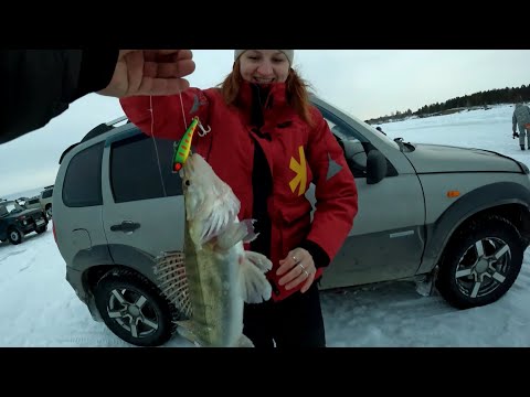 Видео: ВЕЧЕРКА НА СУДАКА. ЛЮЦИФЕРЫ В ДЕЛЕ!!! ЛОВЛЯ СУДАКА НА РАТТЛИНЫ на ОВХ. ЭТОТ СУДАК ОБИДЕЛ ОПЕРАТОРА.