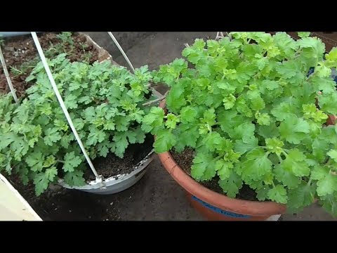 Видео: ХРИЗАНТЕМА В ЯНВАРЕ. ЧТО ДЕЛАЕМ? И ГРАНДИОЗНЫЕ ПЛАНЫ НА 2020